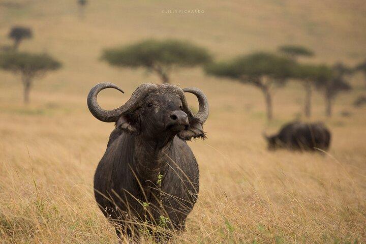 6 dages safari til Maasai Mara N/R, Lake Nakuru N/P, Hells Gate N/P Lake Naivasha.