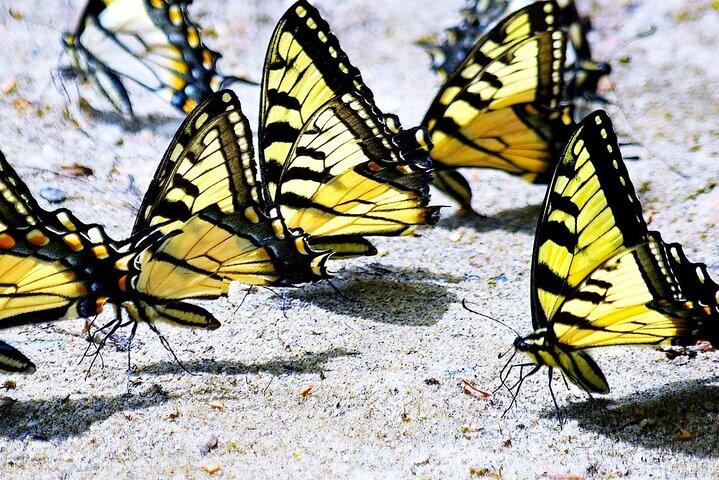 Dubai Butterfly Garden mit One-Way-Transfer von Dubai