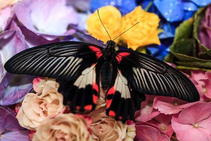Dubai Butterfly Garden mit One-Way-Transfer von Dubai
