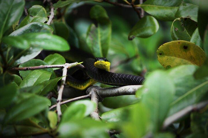 Cruzeiro Ultimate Daintree Rainforest Wildlife Experience