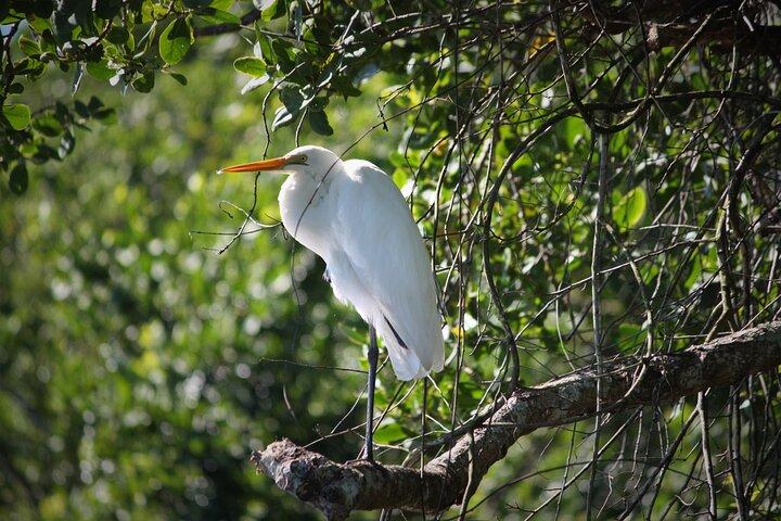 Cruzeiro Ultimate Daintree Rainforest Wildlife Experience