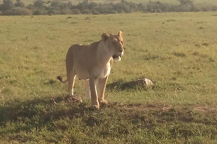 4 Days Safari to Maasai Mara N/R.