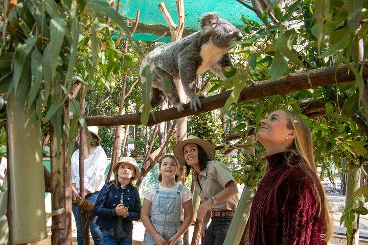 カルンビン・ワイルドライフ自然保護区一般入園券