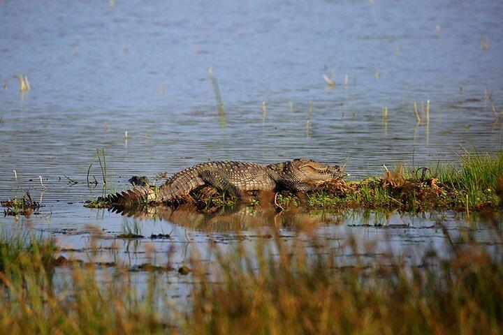終日ウィルパトゥ国立公園サファリ（オールインクルーシブ）