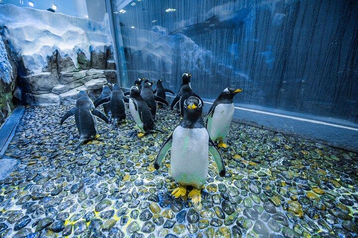 さまざまな動物とのふれあいやアクセスオプションを備えたドバイ水族館