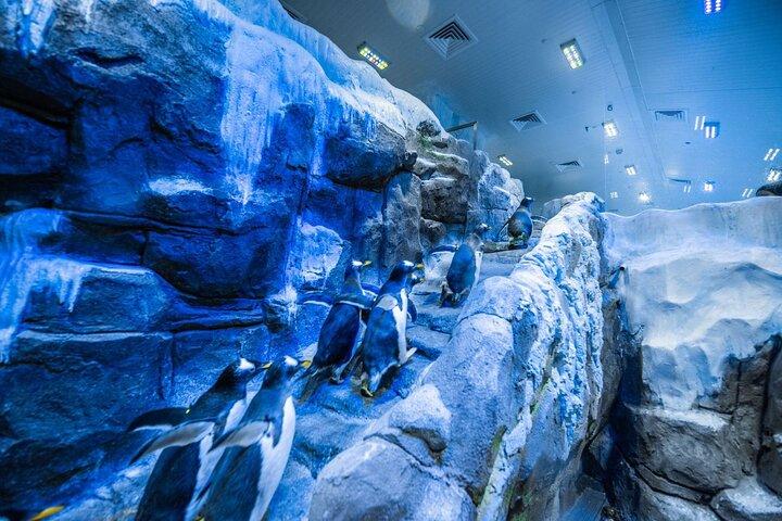 さまざまな動物とのふれあいやアクセスオプションを備えたドバイ水族館