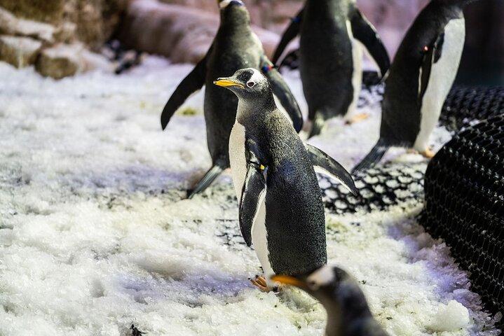 さまざまな動物とのふれあいやアクセスオプションを備えたドバイ水族館