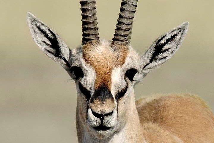 5 Dagen Tanzania Big 5 Safari's