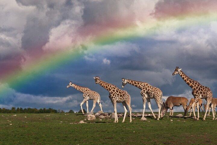 5 Dagen Tanzania Big 5 Safari's