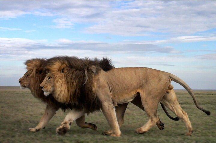5 Dagen Tanzania Big 5 Safari's