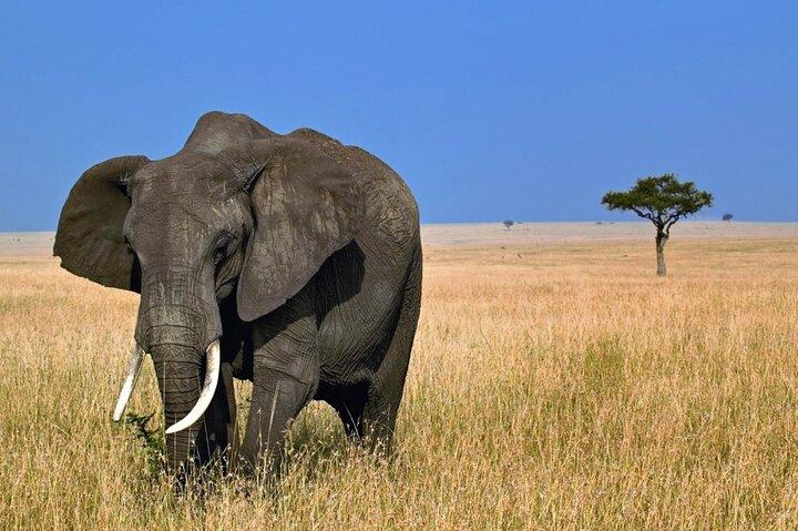 5 Dagen Tanzania Big 5 Safari's