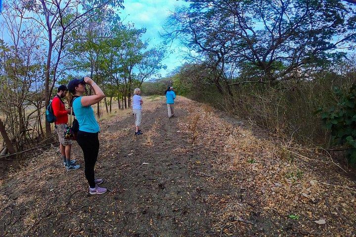 Early Bird Watching Tour - Guanacaste