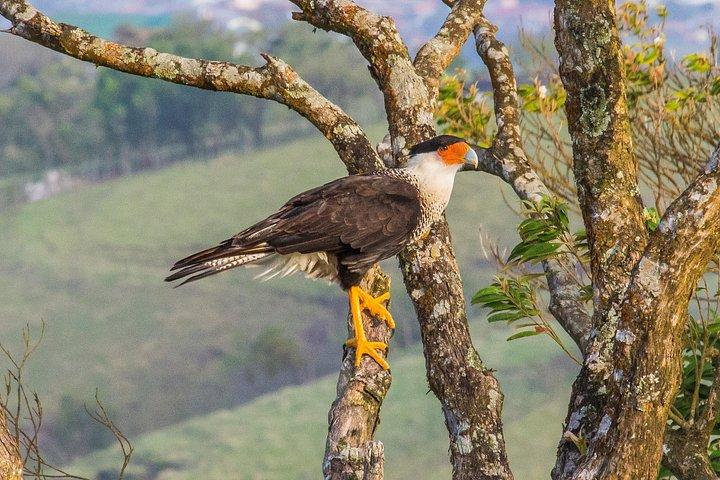 Early Bird Watching Tour - Guanacaste