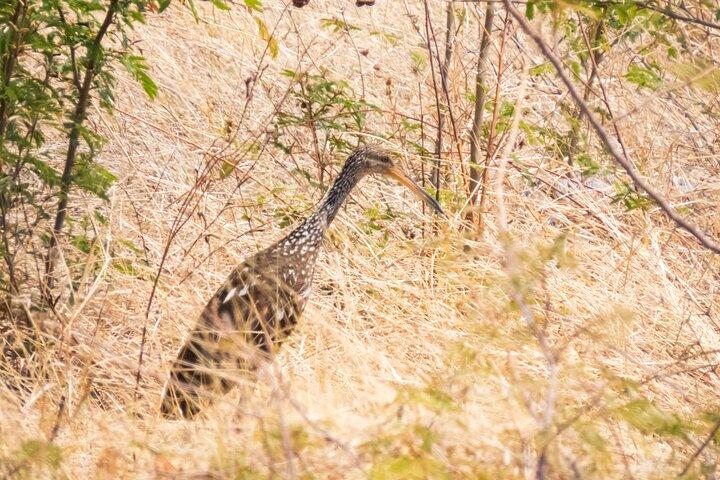 Early Bird Watching Tour - Guanacaste
