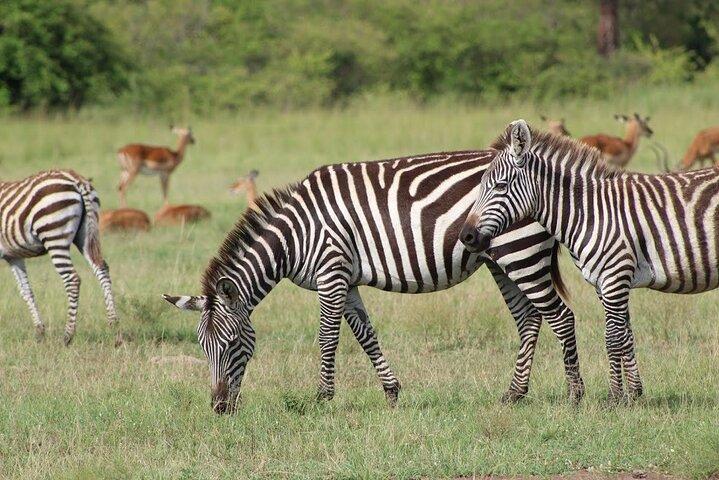 1 Day Akagera Game Drive Safari