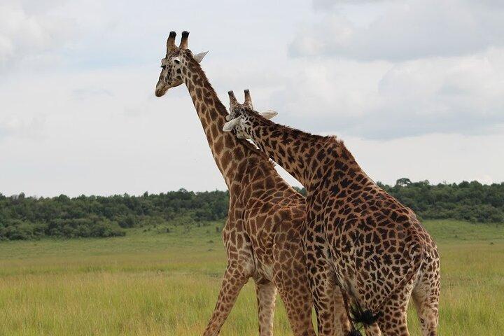 1 Day Akagera Game Drive Safari