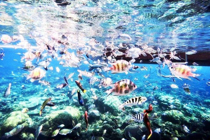 プライベート デイ ツアー: インドネシア バタム島リーフ シュノーケル & シンガポール発カヤック