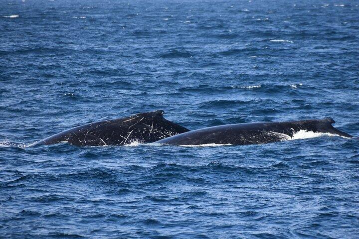 Crucero de delfines y ballenas