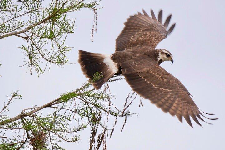 Attività privata di birdwatching di mezza giornata nella Florida centrale - max 2 persone