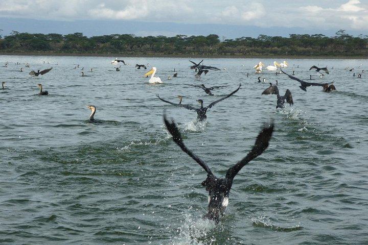 アンボセリ国立公園、ナイバシャ湖、マーサイマーラ国立公園への6日間のサファリ。
