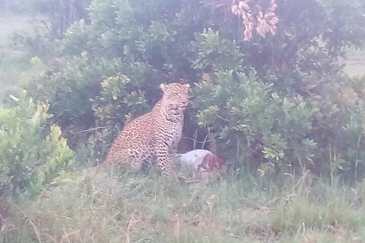 6日間のSafariからSamburuN / R、Aberdare N / P、Nakuru N / P、Maasai Mara N / R。
