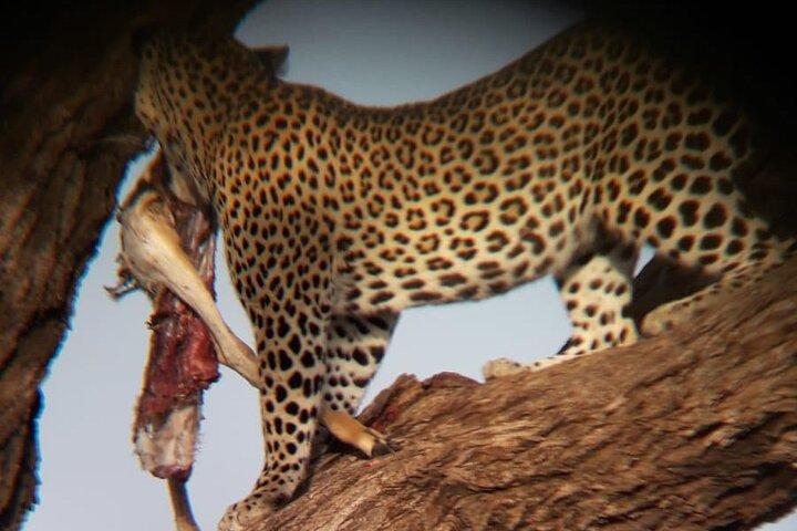 4-daagse safari's naar Meru N/P en Samburu N/R.