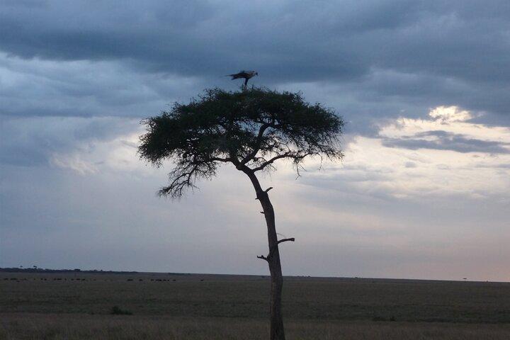 3 giorni a Maasai Mara N / R.