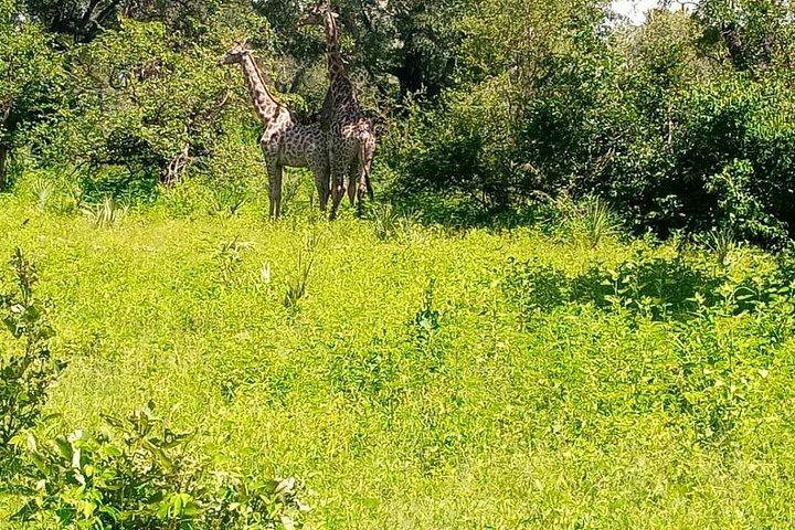 ムシオトゥニャ国立公園へのゲームドライブ