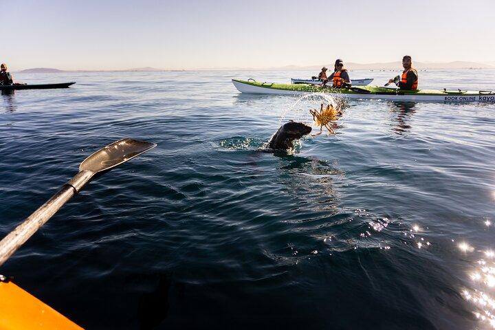Cape Town Kayak Adventure in Table Mountain Marine Reserve