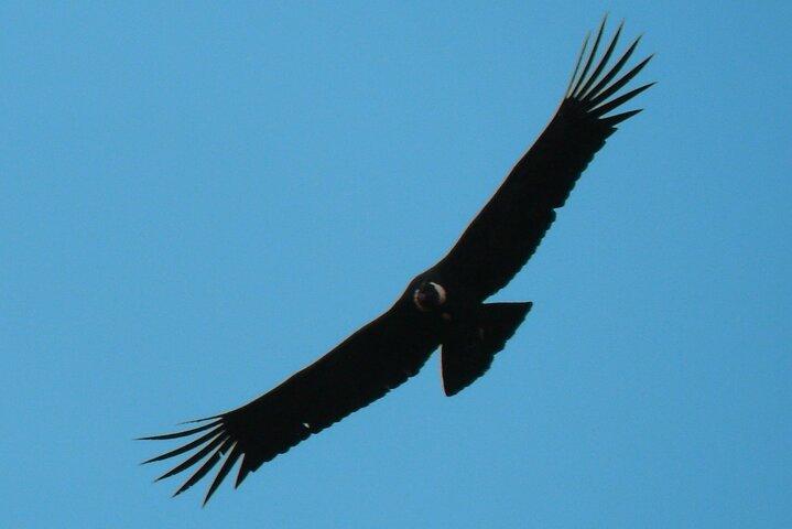 Antisana en condors kijken dagtocht