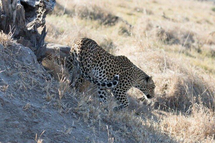 Full-Day Safari Chobe National Park and boat safari