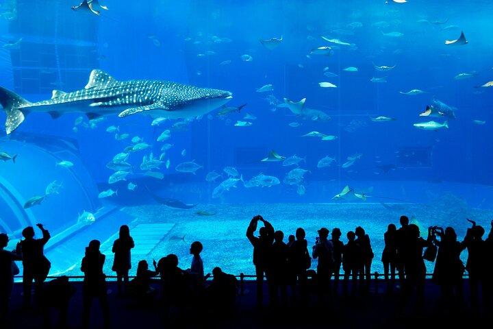 ブルジュ・ハリファ（シルバー）、ドバイ水族館、UWZ＆ペンギン入り江チケット