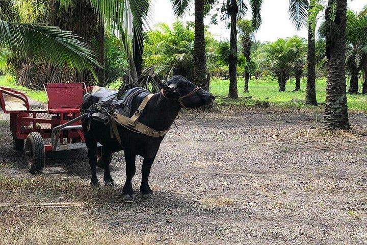 Eco Farm Tour & Water Buffalos
