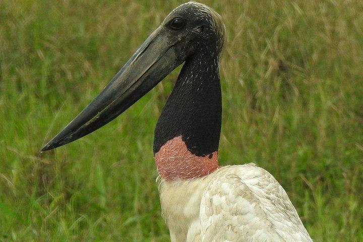 ラ・フォルトゥナ発カニョ・ネグロ野生動物ボートサファリ（全日ツアー）