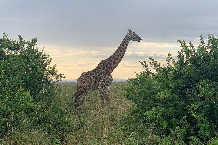 Parc national de Nairobi, Giraffe Centre, Musée Karen Blixen.