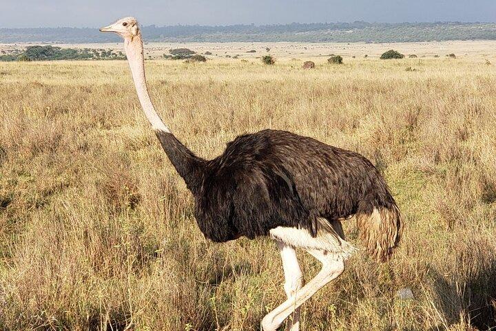 ナイロビ国立公園、キリンセンター、カレン・ブリクセン博物館。