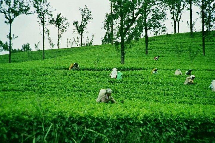 Privé Nuwara Eliya-dagtour vanuit Kandy met ophalen