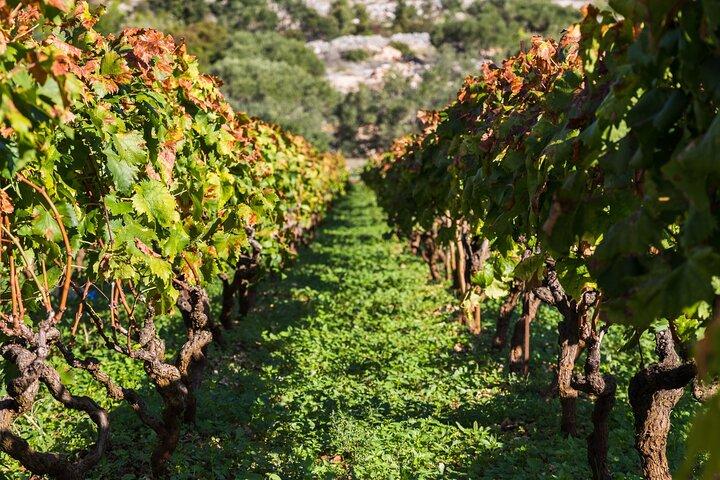 Visite privée : excursion d'une journée à Ston et dans la péninsule de Peljesac avec dégustation de vin