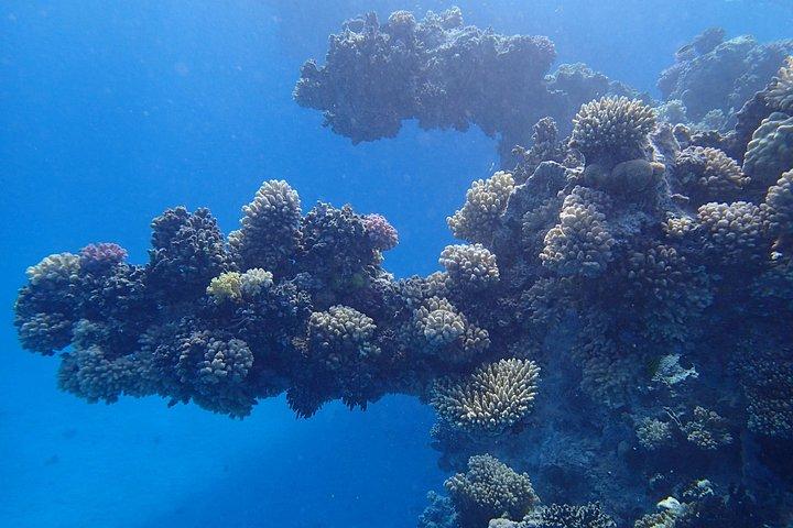 サタヤ ドルフィン ハウス シュノーケル旅行 - マルサ アラム