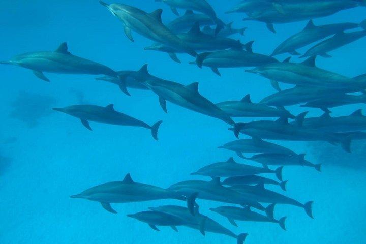 サタヤ ドルフィン ハウス シュノーケル旅行 - マルサ アラム