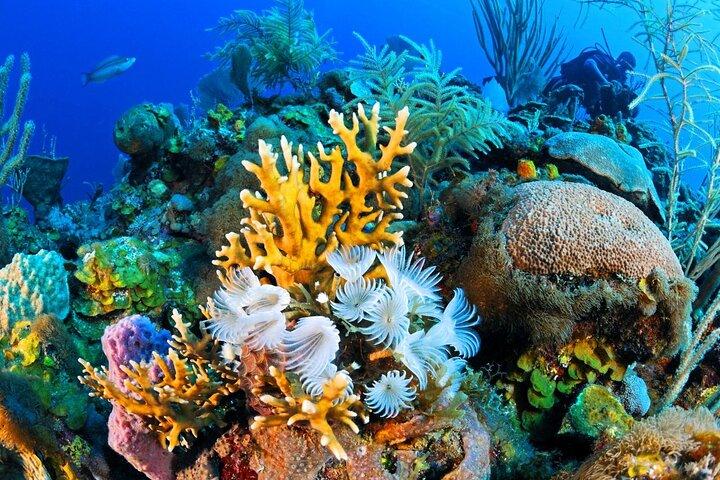 Tour de snorkel en la reserva natural de Ras Mohamed con isla blanca en yate