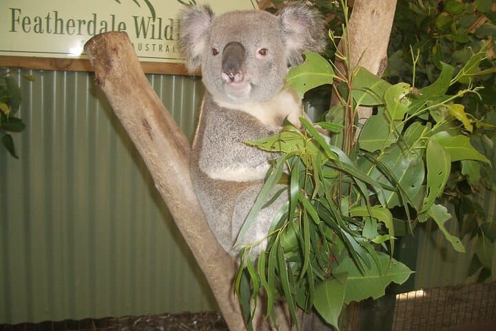 PRIVATE Blue Mountains Tour, Wildlife Park and River Cruise