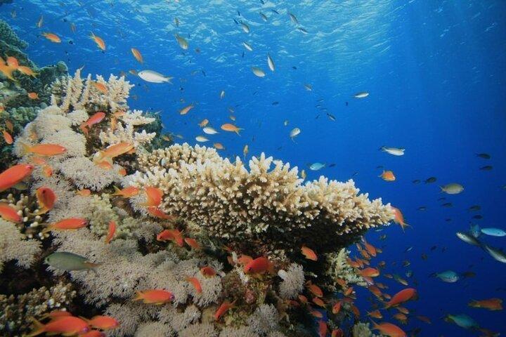 Tour de snorkel en la reserva natural de Ras Mohamed con isla blanca en yate