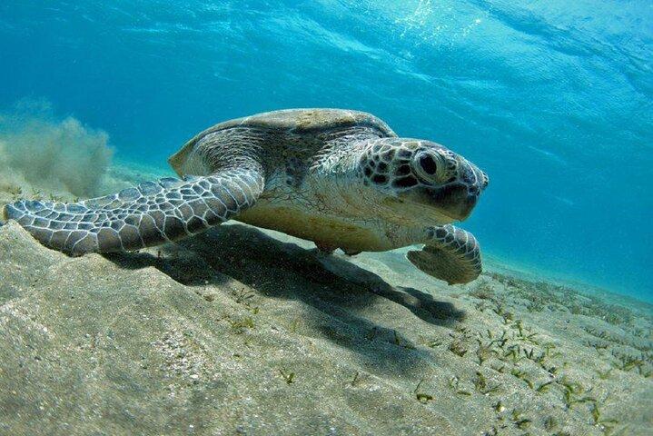 Snorkeling day trip da Marsa Alam a Port Ghalib