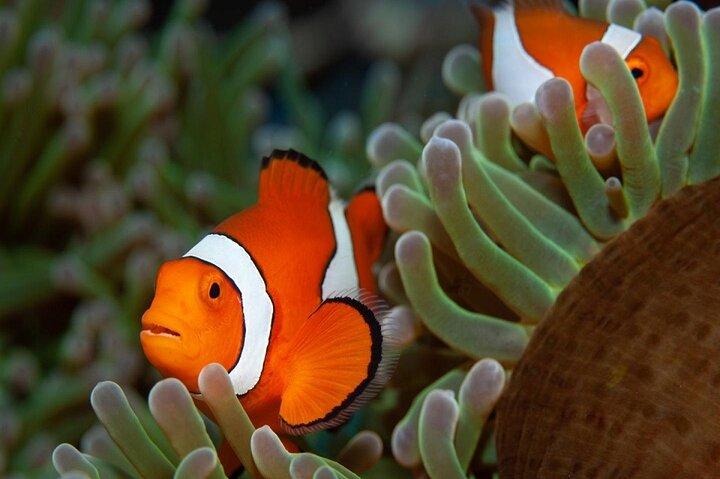 Dagtrip snorkelen van Marsa Alam naar haven Ghalib