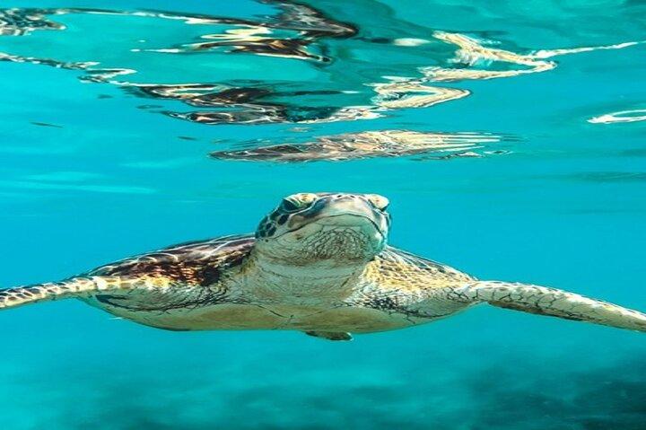 Dagtrip snorkelen van Marsa Alam naar haven Ghalib