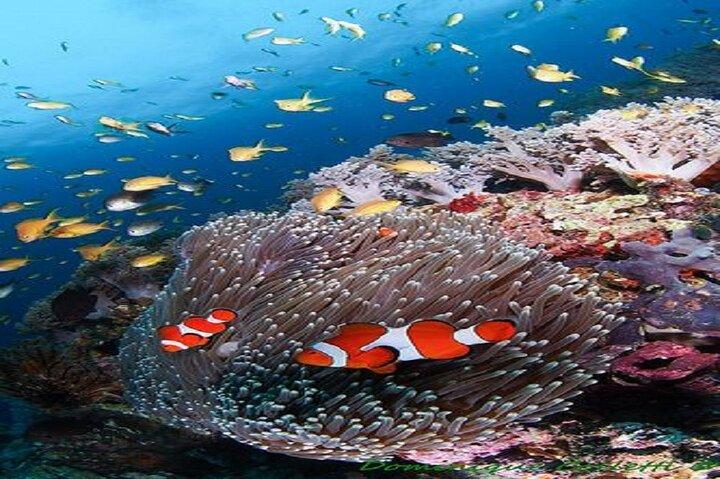 Dagtrip snorkelen van Marsa Alam naar haven Ghalib