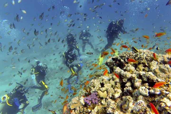 ハルガダから紅海ダイビングツアー:初心者から上級者まで