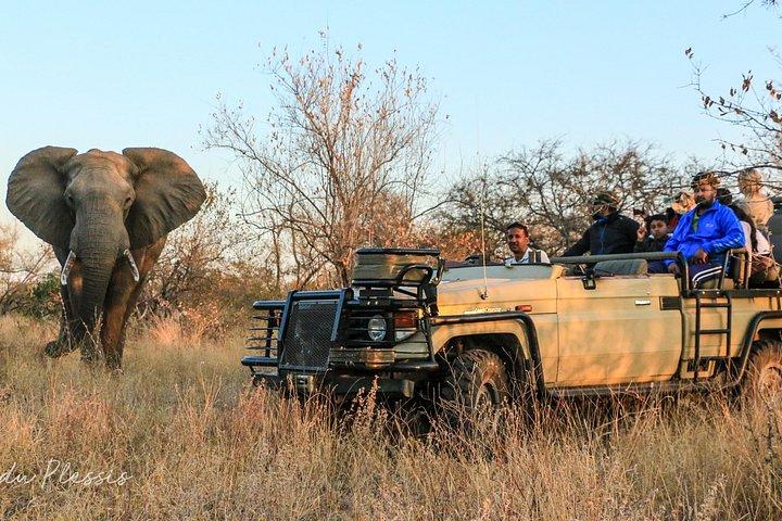 Full-Day Big 5 Safari da Hazyview