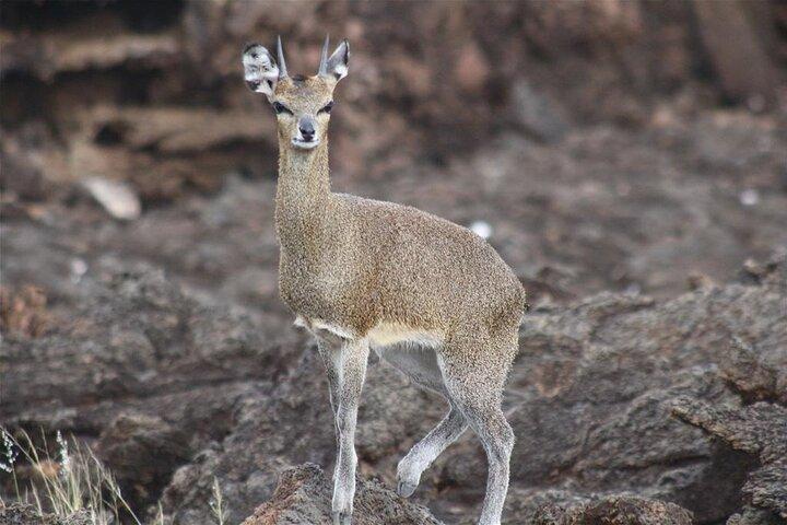 Safari de luxe Amboseli de 2 jours